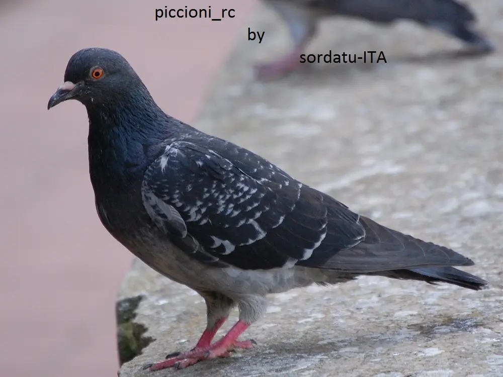 piccioni_final